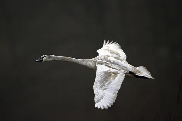 Mute Swan - Immature bird in flight. Hessen, Germany