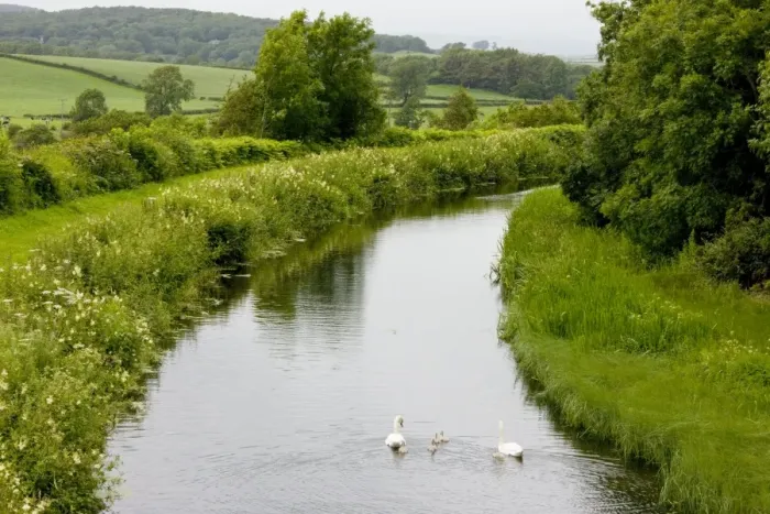 Framed Print : Mute Swan - Lancaster Canal, near Carnforth, Lancashire - with towpath and very flowery banks Framed Print : Mute Swan - Lancaster Canal, near Carnforth, Lancashire - with towpath and very flowery banks