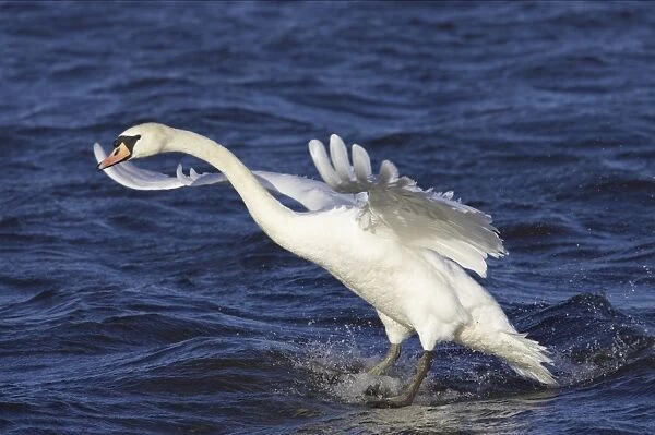 Mute Swan landing in water. Ouse Washes, Norfolk, UK BI001596