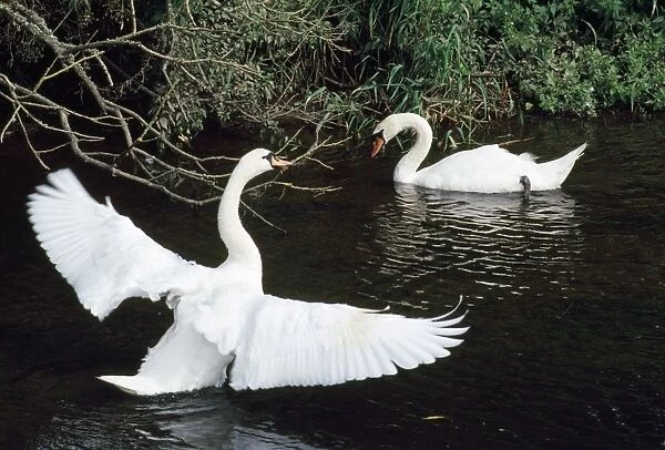 Mute Swan - male displaying to female - UK