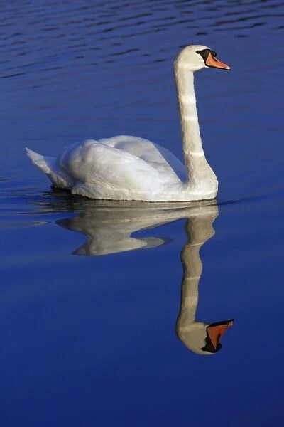 Mute Swan - Male with reflection in water Lower Saxony, Germany