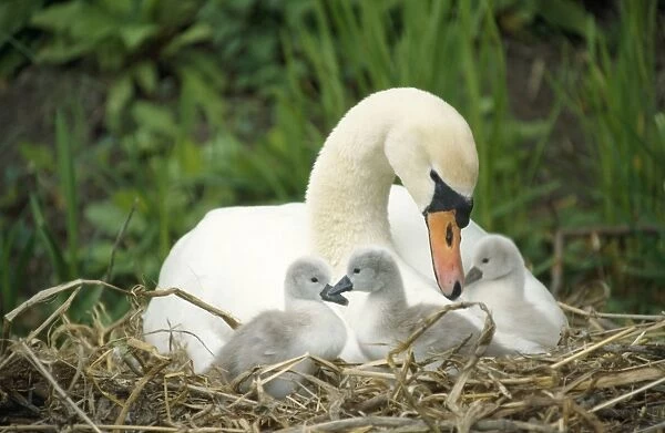 Mute SWAN - mother and cygnets