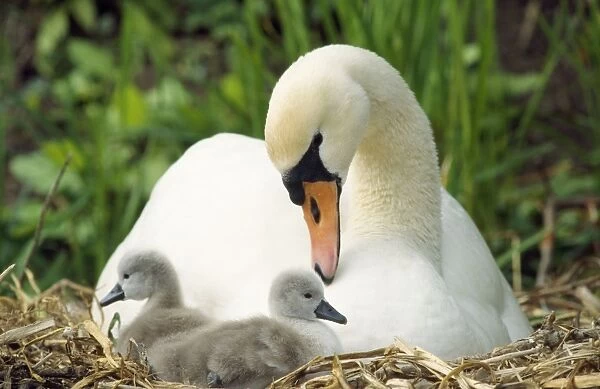 Mute Swan - mother & cygnets on nest UK