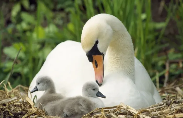 Framed Print : Mute Swan - mother & cygnets on nest UK Framed Print : Mute Swan - mother & cygnets on nest UK