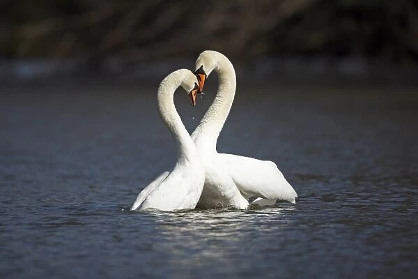 Mute Swan - pair courtship displaying on lake - Hessen - Germany
