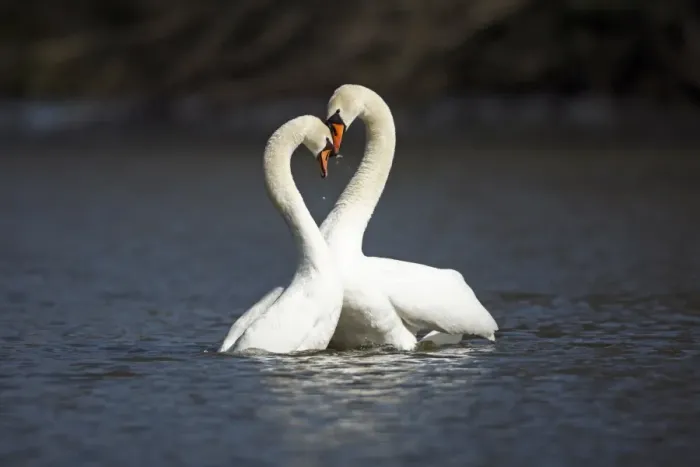 Framed Print : Mute Swan - pair courtship displaying on lake - Hessen - Germany Framed Print : Mute Swan - pair courtship displaying on lake - Hessen - Germany