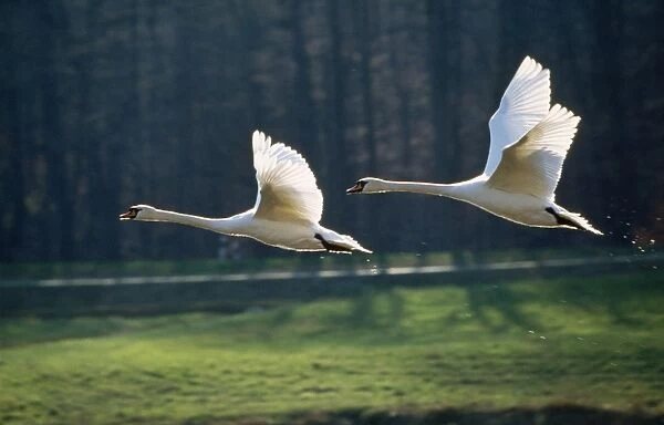 Mute Swan - pair in flight