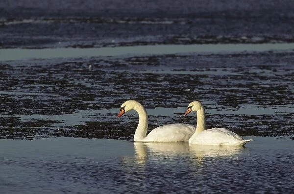 Mute Swan - Pair on Ice Welney Norfolk, UK BI002297