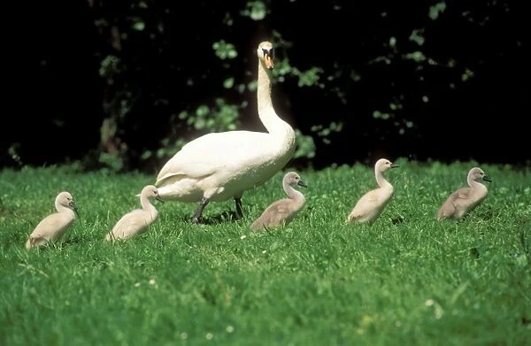 Mute Swan Parent with cygnets marching to lake