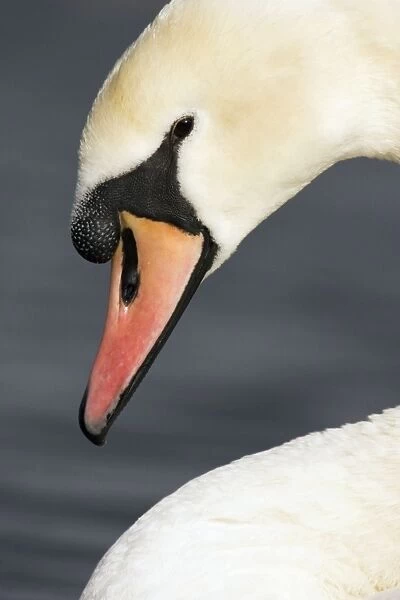 Mute Swan Portrait South East England, UK, Europe