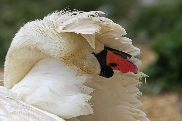 Mute Swan - preening  /  grooming