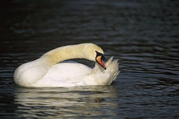 Mute Swan - Preening Slimbridge, Gloucestershire, UK BI006160