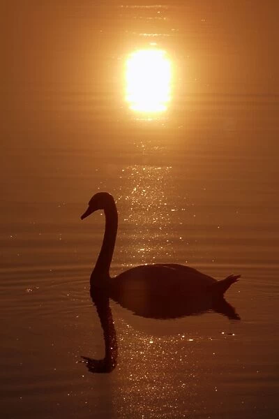 Mute Swan - With reflection of sun and itself in water Lower Saxony, Germany