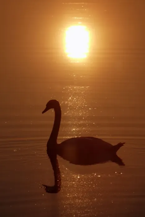 Framed Print : Mute Swan - With reflection of sun and itself in water Lower Saxony, Germany Framed Print : Mute Swan - With reflection of sun and itself in water Lower Saxony, Germany