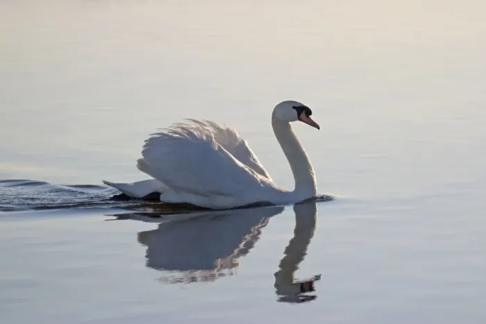 Framed Print : Mute Swan - With reflection on water Hickling Broad Norfolk UK Framed Print : Mute Swan - With reflection on water Hickling Broad Norfolk UK