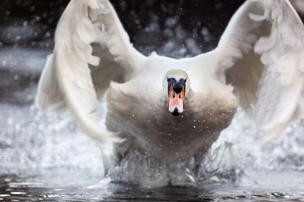 Mute Swan - running on water to take off - Cornwall - UK