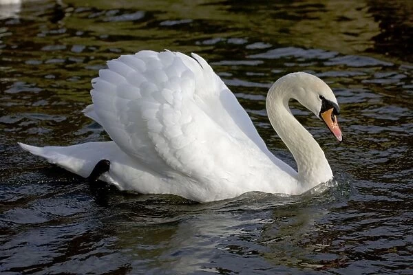 Mute Swan - showing busking display - UK