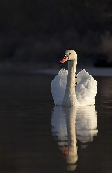 Mute Swan - being sidelit in early moring sunshine with reflection - Cannock - Staffordshire - England