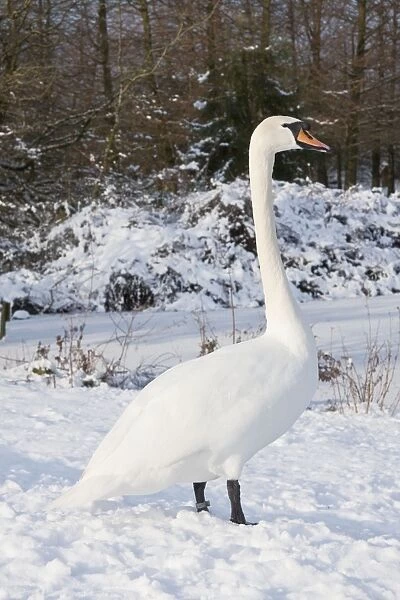 Mute Swan - Single adult bird resting on snow covered bank. England, UK