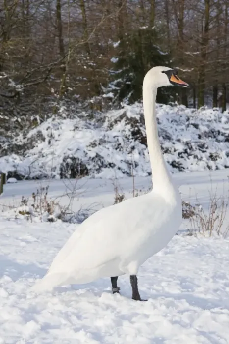 Framed Print : Mute Swan - Single adult bird resting on snow covered bank. England, UK Framed Print : Mute Swan - Single adult bird resting on snow covered bank. England, UK