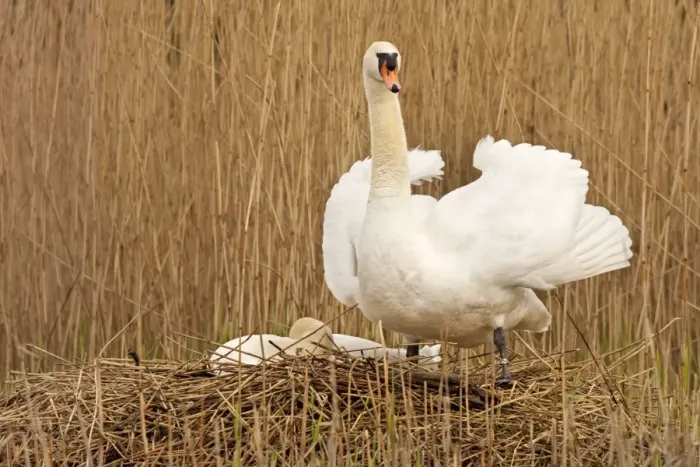 Framed Print : Mute Swan - standing guard over partner at nest - April - Burton - England Framed Print : Mute Swan - standing guard over partner at nest - April - Burton - England