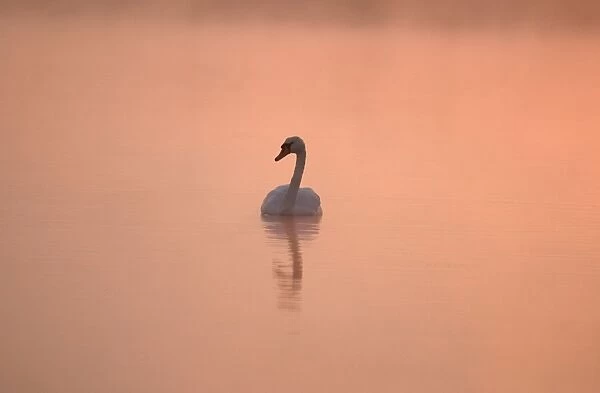 Mute Swan Sunrise Hickling Broad Norfolk UK
