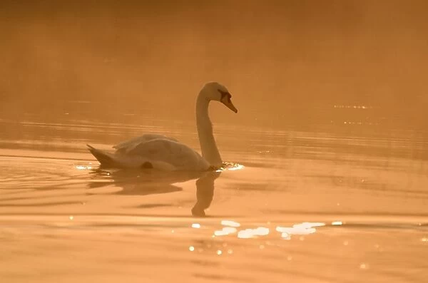 Mute Swan Sunrise Hickling Broad Norfolk UK