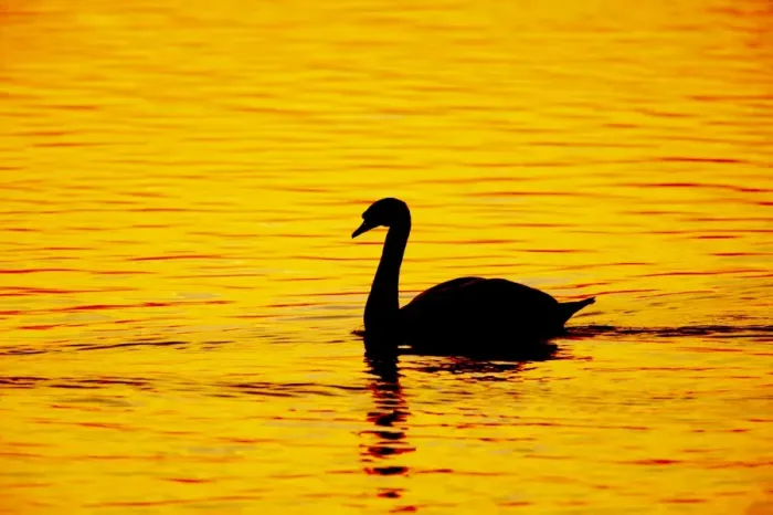 Framed Print : Mute Swan - Sunset - Welney WWT - Ouse Washes - Norfolk - UK BI015260 Framed Print : Mute Swan - Sunset - Welney WWT - Ouse Washes - Norfolk - UK BI015260