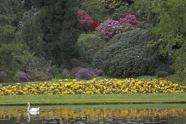 Mute Swan - swimming on lake in park - springtime - Hessen - Germany