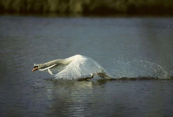 Mute Swan - Taking Off Lea Valley Park Essex, UK BI006190