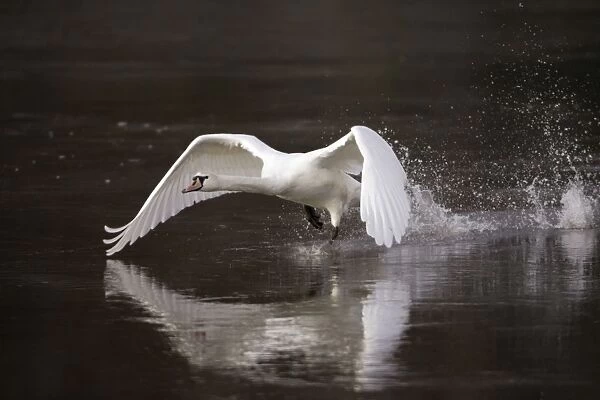 Mute Swan - Taking off from river