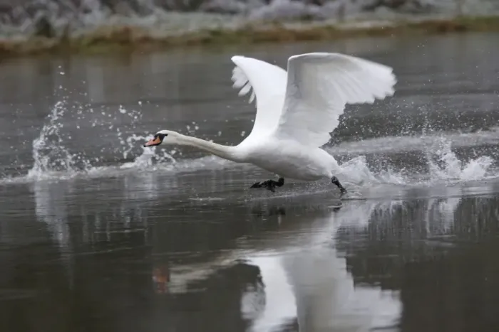 Framed Print : Mute Swan - Taking off from river, winter. Hessen, Gremany Framed Print : Mute Swan - Taking off from river, winter. Hessen, Gremany