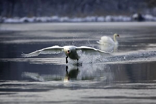 Mute Swan - taking off on water. Alsace - France