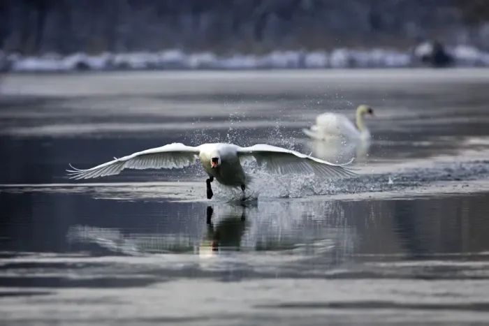Framed Print : Mute Swan - taking off on water. Alsace - France