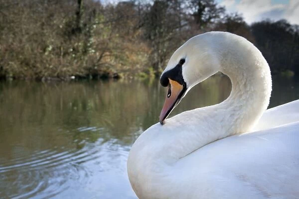 Mute Swan - Tehidy - Cornwall - UK