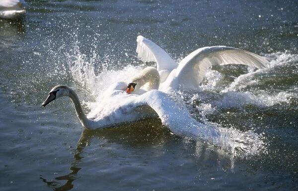 Mute Swan - territorial male fighting off intruder