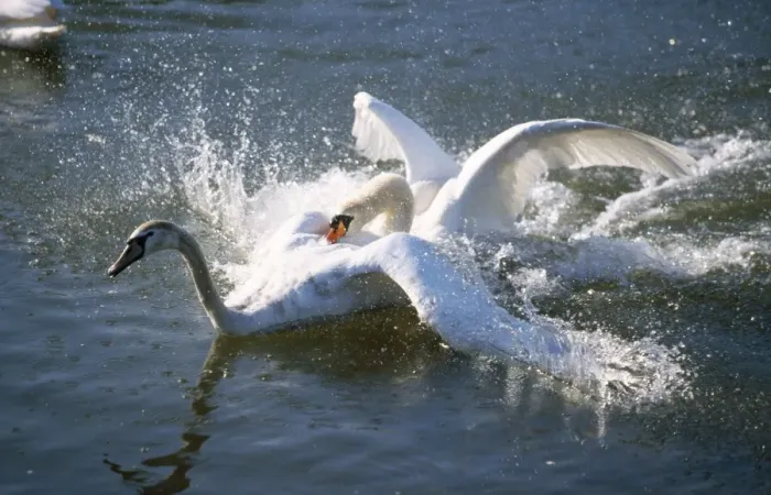 Framed Print : Mute Swan - territorial male fighting off intruder Framed Print : Mute Swan - territorial male fighting off intruder