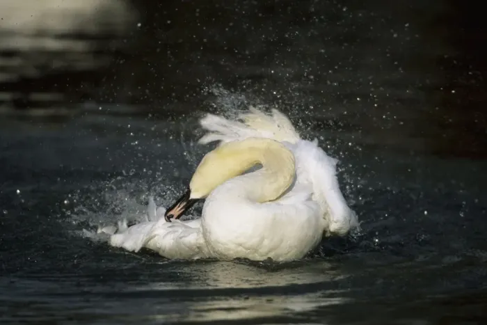 Framed Print : Mute Swan - Washing Slimbridge, Gloucestershire, UK BI006857 Framed Print : Mute Swan - Washing Slimbridge, Gloucestershire, UK BI006857