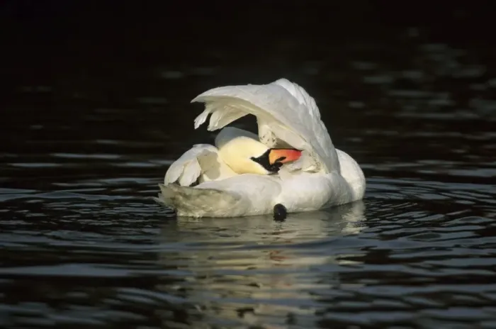 Framed Print : Mute Swan - Washing Slimbridge, Gloucestershire, UK BI006858 Framed Print : Mute Swan - Washing Slimbridge, Gloucestershire, UK BI006858
