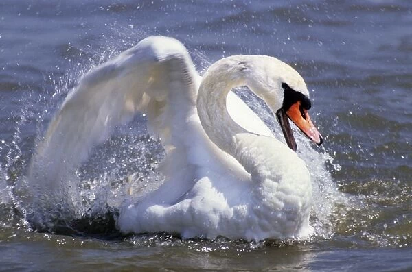 Mute Swan - in water - Abbotsbury