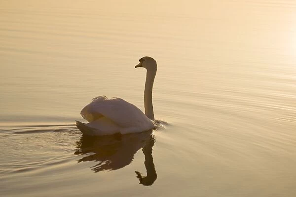 Mute Swan On water at sunrise Hickling Broad Norfolk UK