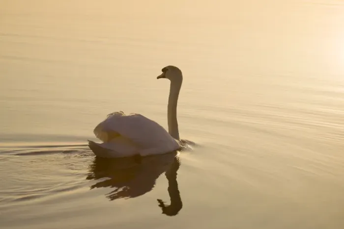 Framed Print : Mute Swan On water at sunrise Hickling Broad Norfolk UK Framed Print : Mute Swan On water at sunrise Hickling Broad Norfolk UK