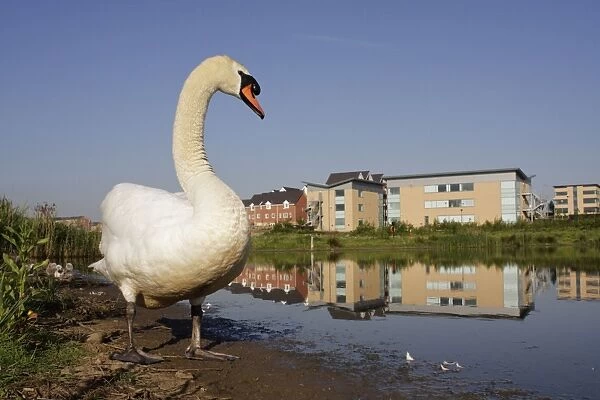Mute Swan - wide angle close-up showing parent and chicks in urban habitat and environment of pond, modern offices and houses - Cleveland - UK