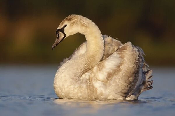 Mute Swan - one year old immature bird showing mottled feathers - Cleveland - UK