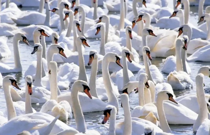 Framed Print : Mute Swans - Abbotsbury