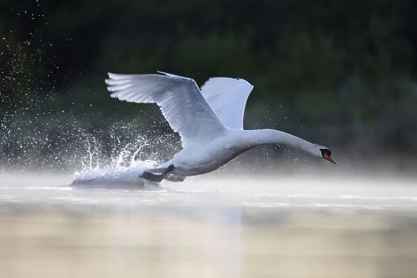 Mute Swans - adult male aggressively charging towards an intruder - Cleveland - UK