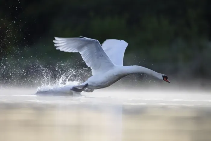 Framed Print : Mute Swans - adult male aggressively charging towards an intruder - Cleveland - UK Framed Print : Mute Swans - adult male aggressively charging towards an intruder - Cleveland - UK