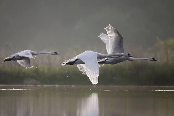 Mute Swans - three birds flying low over water in early morning light - UK