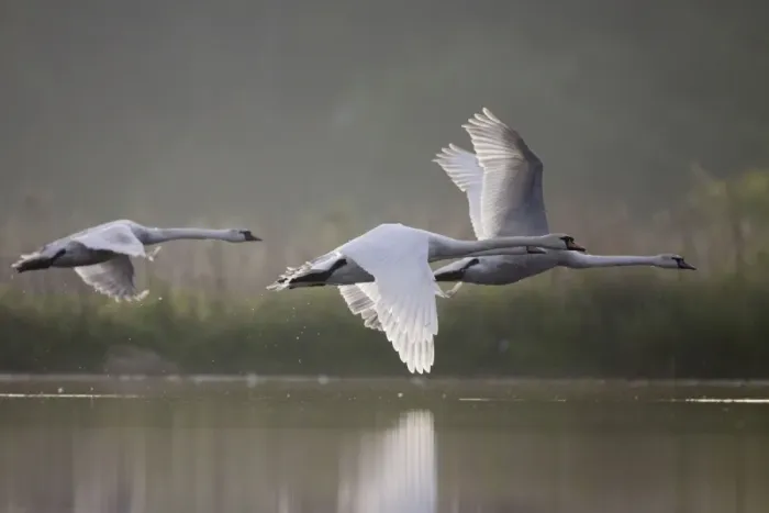 Framed Print : Mute Swans - three birds flying low over water in early morning light - UK Framed Print : Mute Swans - three birds flying low over water in early morning light - UK