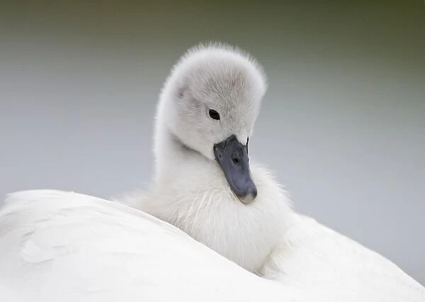 Mute Swans - chick hitching a ride on parent - UK